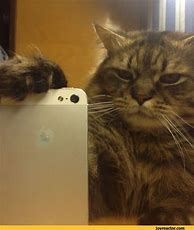 Image result for iPhone Cat