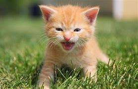 Image result for Orange Tabby Kitten