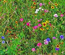 Image result for Wildflower Stencil