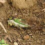 Image result for cicada killers