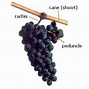 Image result for Grape Vineyard