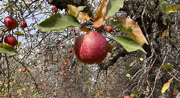 Image result for heirloom apples orchards