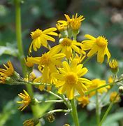 Image result for USA Wildflowers