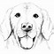 Image result for Animal Pencil Drawing Dog