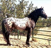 Image result for Soulon Tiger Horse