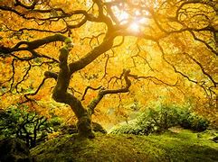 Image result for Tree of Life Golden Apple