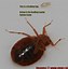 Image result for What Do Bed Bugs Look Like Pictures