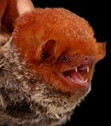 Image result for Bat Face Reference