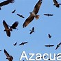 Image result for azacaneo