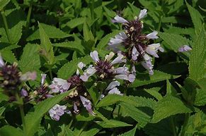 Image result for Nepeta subsessilis Sweet Dreams