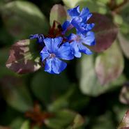 Image result for Plumbago Ground Cover Plant