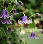 Image result for Clematis Fascination