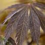 Image result for Japanese Acer Tree