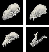 Image result for Bat Skull 3D Print