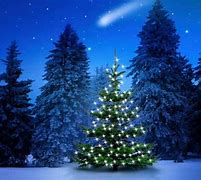 Image result for Christmas Tree in Snow
