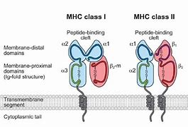 Image result for Class II MHC Antigens