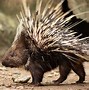 Image result for Porcupine Meaning