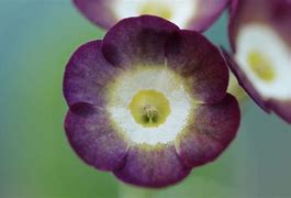 Image result for Primula auricula Queen Alexandra