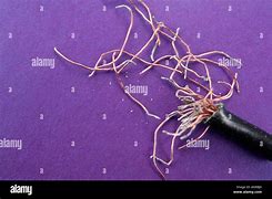 Image result for Frayed Metal Cable