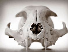 Image result for Animal Skull Wallpaper