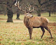 Image result for Stag Wallpaper