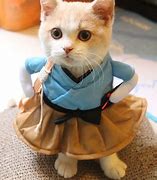 Image result for Kittens in Clothes
