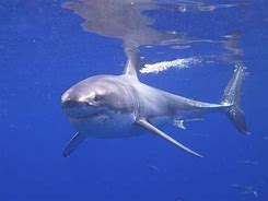 Image result for Great White No Water