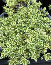Image result for Thymus Hartington Silver
