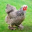 Image result for Dark Brahma Chicken Breed