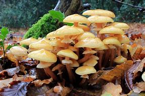Image result for World's Alrgest Mushroom