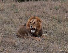 Image result for Lion King Kenya