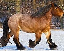 Image result for Ardennes Draft Horse Breed
