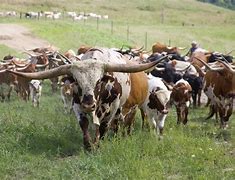 Image result for Longhorn Cattle Stampede