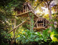 Image result for Jungle Night Fire Tree House