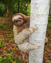 Image result for Funny Three Toed Sloth