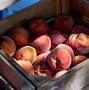 Image result for Peach Tree Leaves