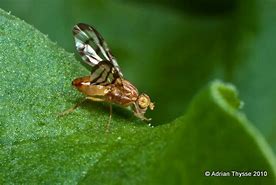 Image result for "currant-fruit-fly"