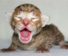 Image result for Baby Cat Meow