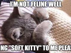 Image result for Sick Cat Funny