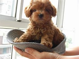 Image result for Top Cutest Small Dog Breeds