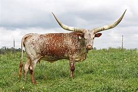 Image result for African Cattle