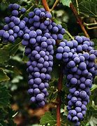 Image result for 1 000 Vines Cabernet Sauvignon