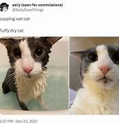 Image result for Soggy Cat Meme