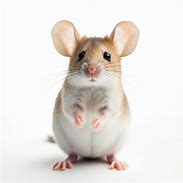 Image result for Brown Mice with White Bellies