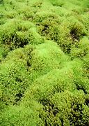 Image result for Indoor Moss Grass Lawn