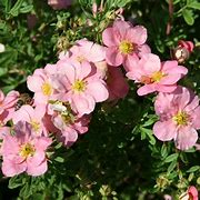 Image result for POTENTILLA FRUT.  LOVELY PINK