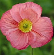 Image result for Papaver Champagne Bubbles