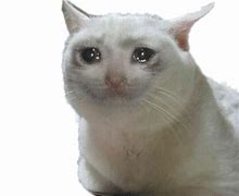 Image result for Crying Cat Laying Down Meme