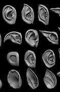 Image result for 3D Color Ears