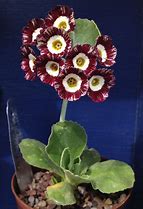Afbeeldingsresultaten voor Primula auricula Ted Roberts